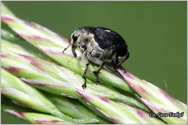 03_mononychus_punctumalbum.jpg - Mononychus punctumalbum,  Location: Futog, Serbia