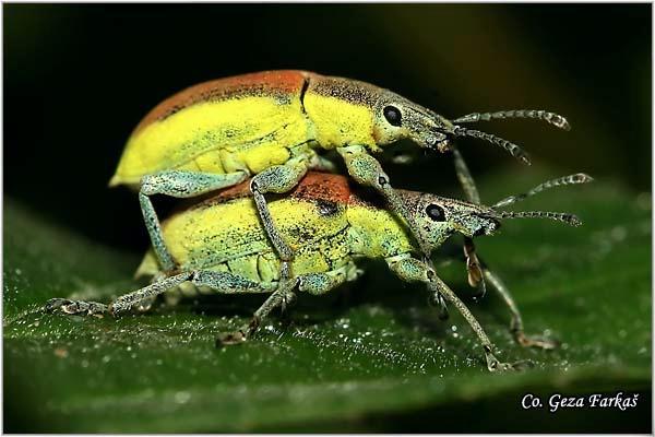 05_chlorophanus_viridis.jpg - Chlorophanus viridis,  Location: Novi Sad, Serbia