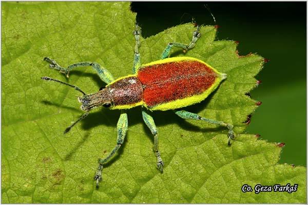 06_chlorophanus_viridis.jpg - Chlorophanus viridis,  Location: Novi Sad, Serbia