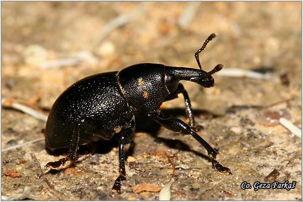 09_liparus_coronatus.jpg - Liparus Coronatus,  Location: Fruška Gora - Popovica, Serbia