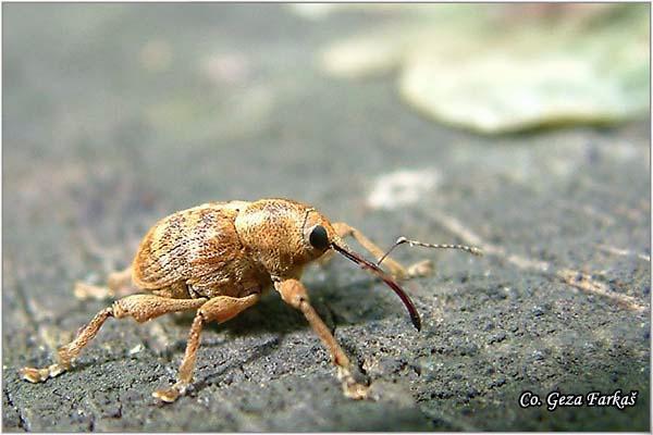 11_acorn_weevil.jpg - Acorn weevil, Curculio glandium,  Location: Fruška Gora - Venac, Serbia