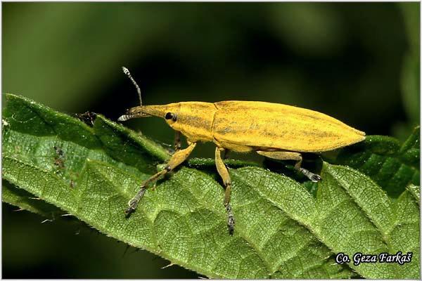 13_lixus_iridis.jpg - Lixus iridis,  Family Location: Fruška Gora, Serbia