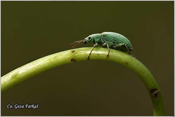 17_silver-green_leaf_weevil.jpg - Silver-green leaf weevil,  Phyllobius argentatus, Location: Novi Sad, Serbia