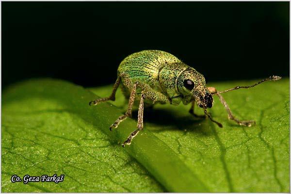 19_silver-green_leaf_weevil.jpg - Silver-green leaf weevil,  Phyllobius argentatus, Location: Novi Sad, Serbia