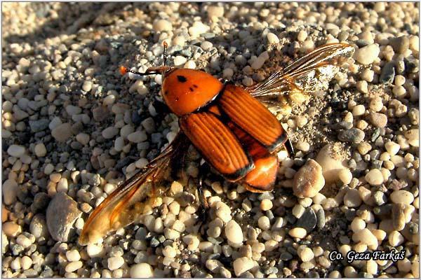 25_red_palm_weevil.jpg - Red palm weevil, Rhynchophorus ferrugineus, Location: Crete, Greece