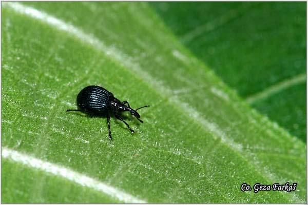 27_trichopterapion_holosericeum.jpg - Trichopterapion holosericeum, Fruška Gora - Venac, Serbia