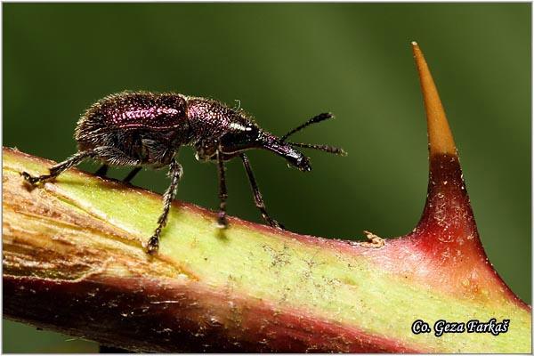 29_rhynchites_auratus.jpg - Rhynchites auratus, Backi Petrovac, Serbia