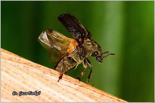 31_anthribus_nebulosus.jpg - Anthribus nebulosus,  Location: Novi Sad, Serbia