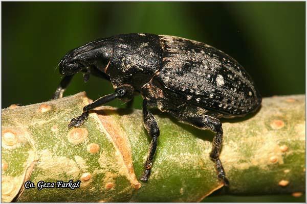 37_cleonis_pigra.jpg - Cleonis Pigra,  Location: Novi Sad, Serbia