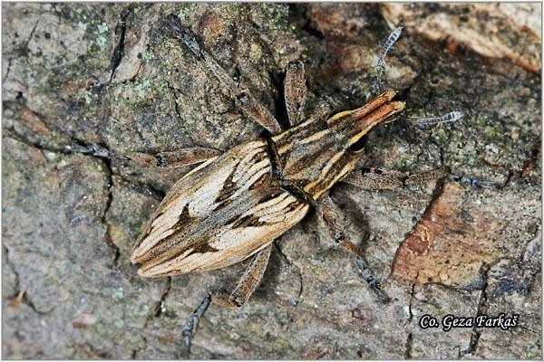 39_coniocleonus_nigrosuturatus.jpg - Coniocleonus nigrosuturatus,  Location: Karlovci, Serbia