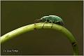 17_silver-green_leaf_weevil