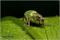 19_silver-green_leaf_weevil