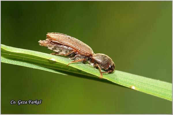 03_athous_haemorrhoidalis.jpg - Athous Haemorrhoidalis, Location: Fruška Gora - Popovica, Serbia