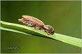 03_athous_haemorrhoidalis