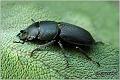 01_lesser_stag_beetle