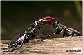 06_stag_beetle