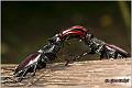 06_stag_beetle