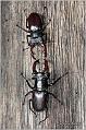 07_stag_beetle