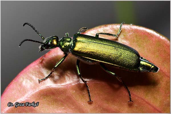 02_spanish_fly.jpg - Spanish fly, Lytta vesicatoria,  Location: Becej, Serbia