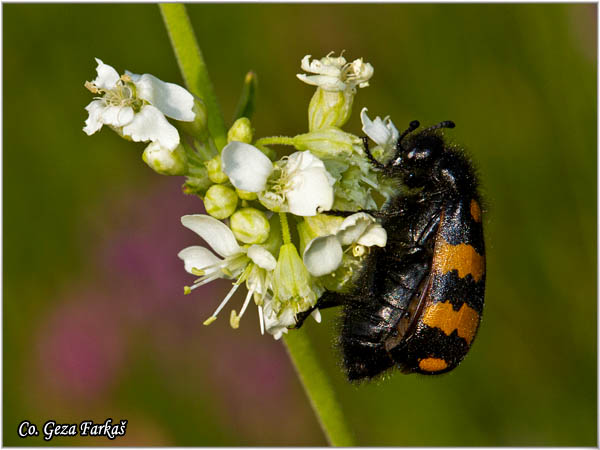 07_mylabris_variablis.jpg - Mylabris variablis,  Location: Mokra gora, Serbia