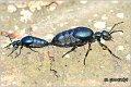 03_violet_oil_beetle