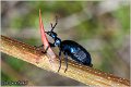 05_violet_oil_beetle