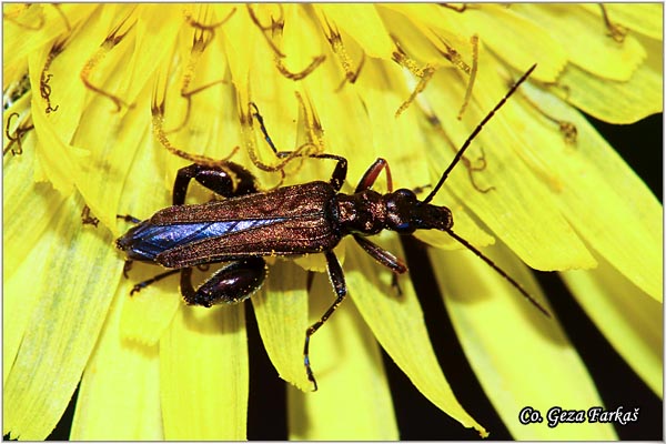 03_oedemera_femorata.jpg - Oedemera femorata, Location - mesto: Herzeg Novi, Montenegro