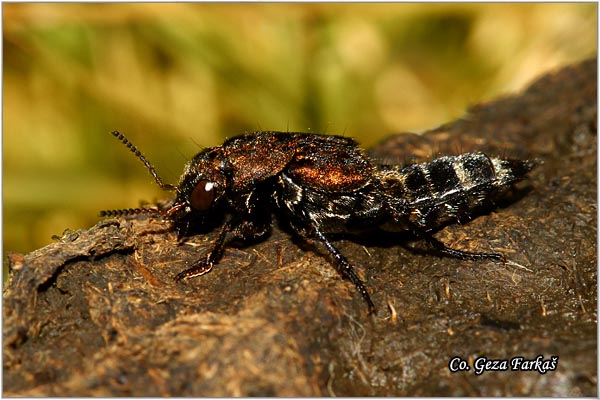 17_ontholestus_murinus.jpg - Ontholestus murinus, Mesto - Location: Han pjesak, Bosnia and Herzegovina