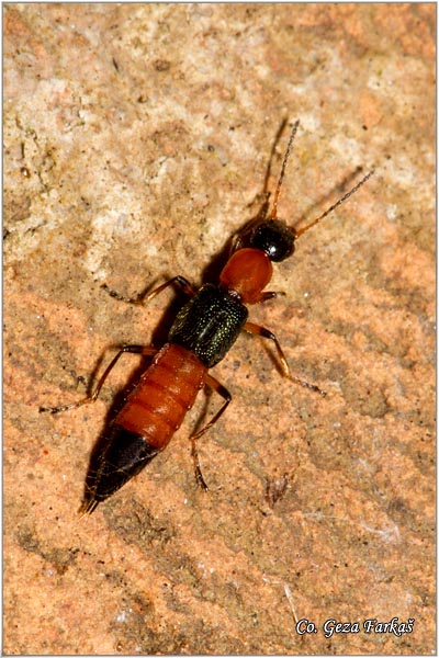 19_paederus_fuscipes.jpg - Paederus fuscipes. Mesto -Location; Slano kopovo Serbia