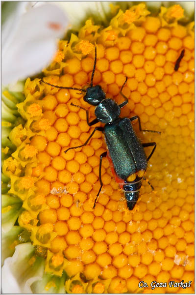 23_cordylepherus_viridis.jpg - Cordylepherus viridis, Location - mesto: Mokra gora, Serbia