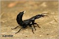 10_devils_coach_horse_beetle