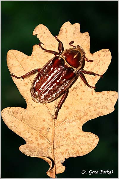 03_anoxia_orientalis.jpg - Anoxia Orientalis, Location: Novi Sad, Serbia