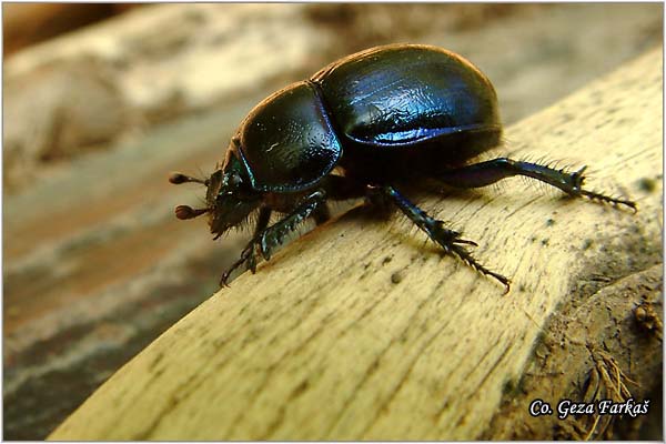 05_geotrupes_vernalis.jpg - Geotrupes vernalis,  Location: Fruka Gora - Popovica, Serbia