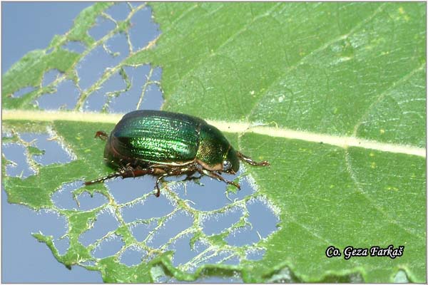 09_mimela_aurata.jpg - Mimela aurata, Location: Novi Sad, Serbia
