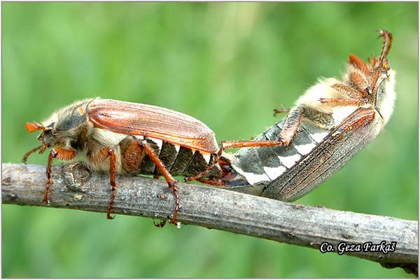 11_common_cockchafer.jpg - Common cockchafer, Melolontha melolontha,  Location: Futog, Serbia