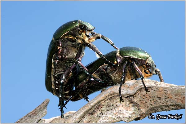 15_rose_chafer.jpg - Rose chafer, Cetonia aurata, Liparus Coronatus,  Location: Fruka Gora - Popovica, Serbia