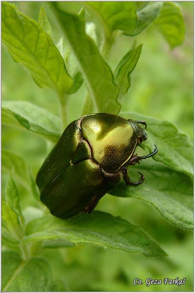 17_metallic_green_chafer.jpg - Metallic green chafer, Cetonia cuprea,  Location: Fruka Gora - Popovica, Serbia