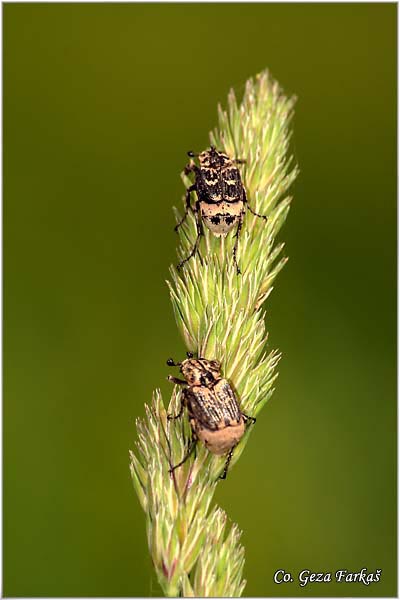 19_valgus_hemipterus.jpg - Valgus Hemipterus, Location: Novi Sad, Serbia