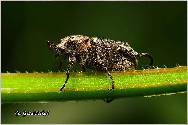 20_valgus_hemipterus.jpg - Valgus hemipterus,  Location: Novi Sad, Serbia