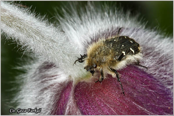 21_hairy_rose_beetle.jpg - Hairy rose beetle, Tropinota hirta, Location: Novi Sad, Serbia