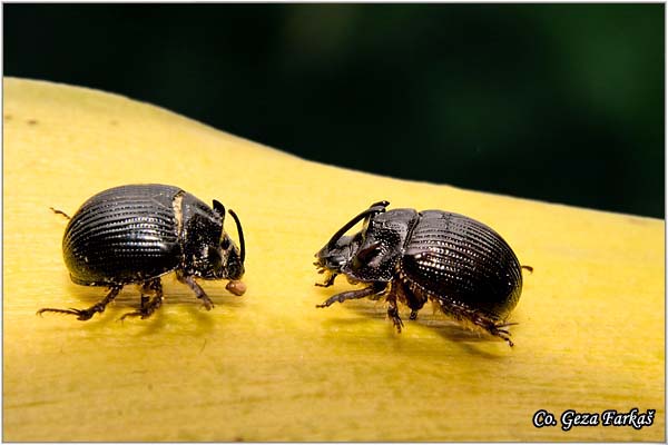 23_odonteus_armiger.jpg - Odonteus armiger, Location: Fruka Gora - Popovica, Serbia