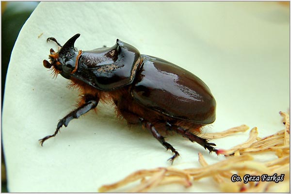 25_european_rhinoceros_beetle.jpg - European rhinoceros beetle, Oryctes nasicornis , Location: Herceg Novi,  Montenegro