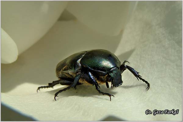 27_big_rose-chafer.jpg - Big rose-chafer, Potosia aeruginosa , Location: Herceg Novi,  Montenegro