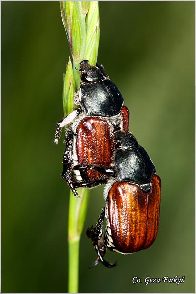 28_anisoplia_tempestiva.jpg - Anisoplia Tempestiva, Location: Vilovo, Serbia