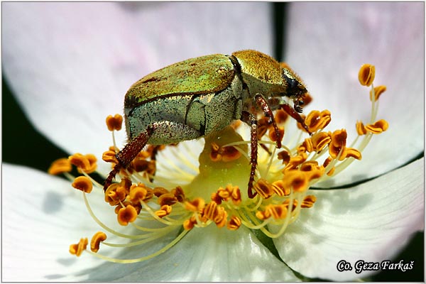 31_hoplia_argentea.jpg - Hoplia argentea,  Mesto - Location: Han pjesak, Bosnia and Herzegovina