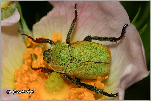 33_hoplia_argentea.jpg - Hoplia argentea,  Mesto - Location: Han pjesak, Bosnia and Herzegovina