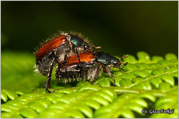 35_garden_chafer.jpg - Garden Chafer, Phyllopertha horticola,  Mesto - Location: Han pjesak, Bosnia and Herzegovina