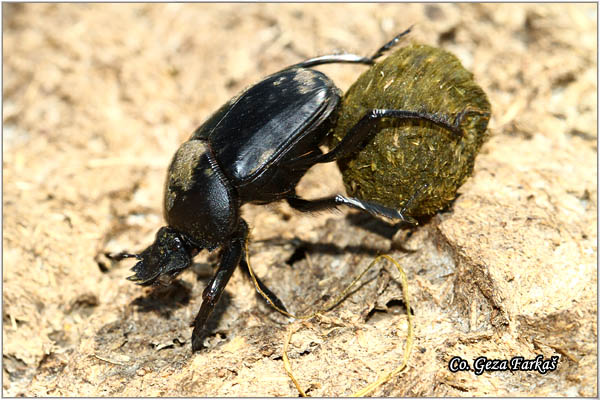 36_scarabidae_sp.jpg - Scarabidae Sp, Balegar, Mesto - Location: Dubovac, Serbia