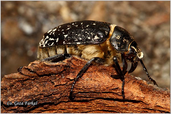 42_polyphylla_fullo.jpg - Polyphylla fullo , Mesto - Location: Seleven, Serbia