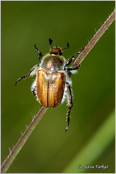 44_chaetopteroplia_segetum.jpg - Chaetopteroplia segetum, Location: Dubovac,  Serbia